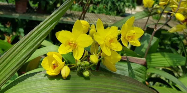 spathoglottis_yellow_pronkasem_{_ground_orchid_}